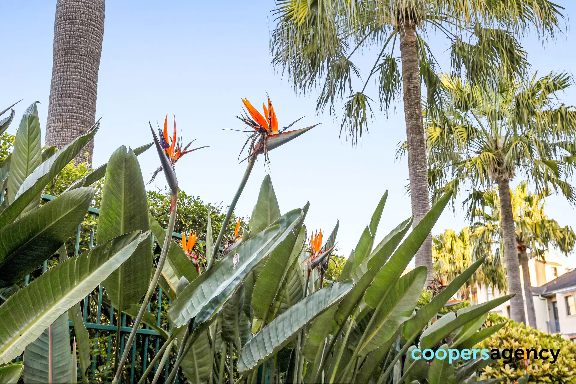 B7/1 Buchanan Street, Balmain Auction by Coopers Agency - image 1