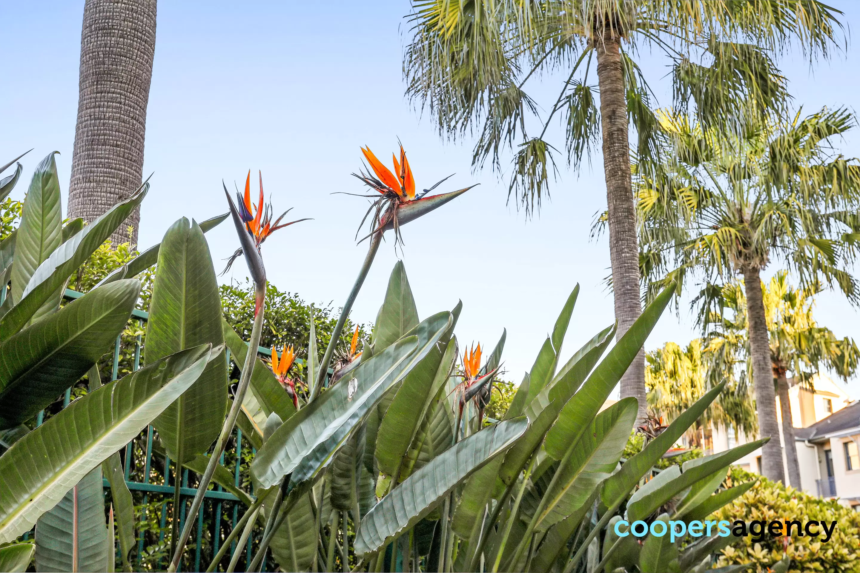 B7/1 Buchanan Street, Balmain Auction by Coopers Agency - image 18